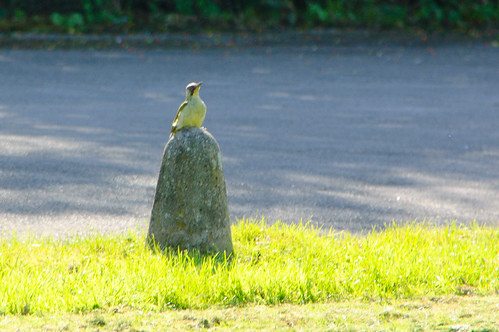 Green woodpecker on concrete post
