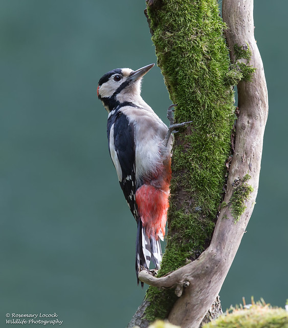Great Spotted Woodpecker-Dendrocopos major