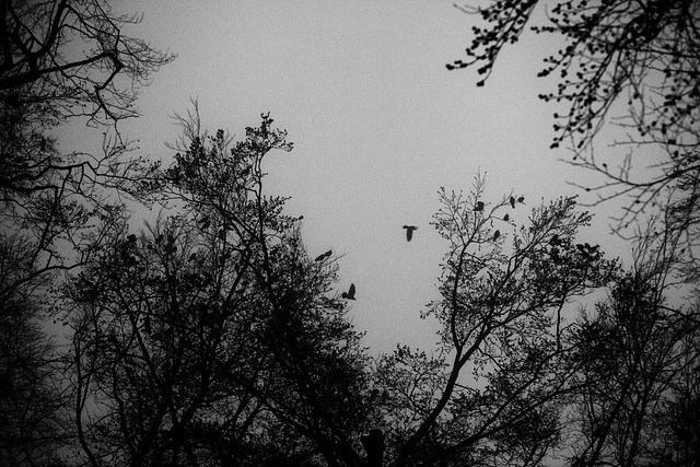 Birds in the Dark