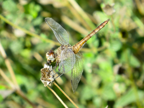 nationalbutterflycenter lowerriograndevalley dragonfly missiontexas brachymesiafurcata 2016 brachymesia furcata texas
