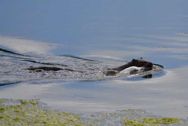 Mink with Common Tern Chick
