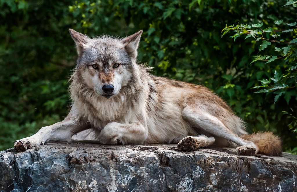 Grey Wolf | International Wolf Center | Eve'sNature | Flickr