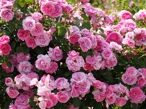 Rose, Morden Centennial, バラ, モーデン センテニアル, | Rose, Morden Cen… | Flickr