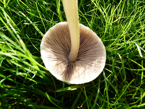 Upside-down Mushroom