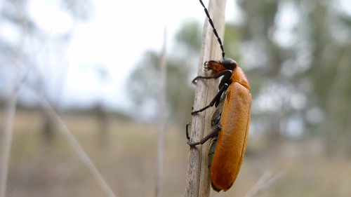 november beetle australia nsw coleoptera meloidae blisterbeetle 2013 taxonomy:order=coleoptera geo:country=australia wellingrove taxonomy:family=meloidae