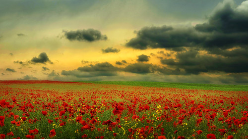sunset summer cloud storm nature field weather clouds landscape nikon hungary cloudy ngc stormy poppy 1855 hdr andrás pásztor d5100