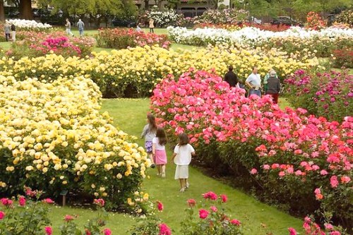 san-jose-rose-garden1