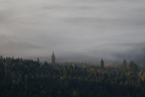 fog in forest | by Franz-Bayern