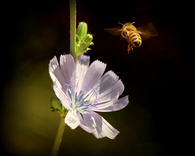 Bee Over Wild Chicory