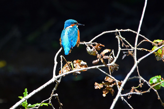 Juvenile Kingfisher -  Alcedo atthis