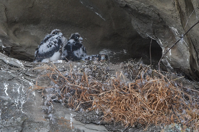 Peregrine Falcon Chicks