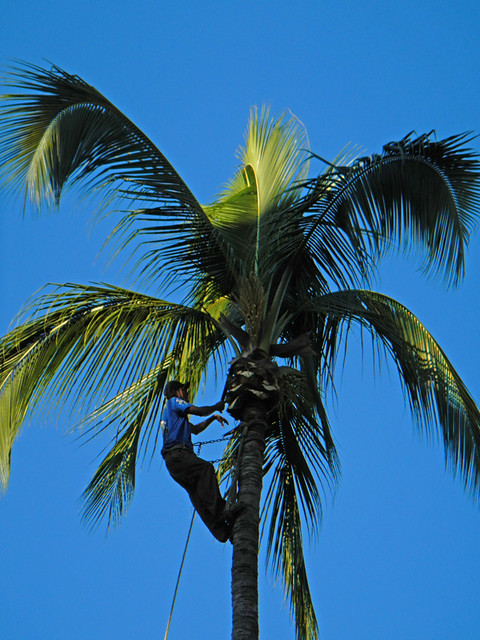 Pruning coconut palm trees in Puerto Vallarta, a beach resort on Mexico's Pacific coast