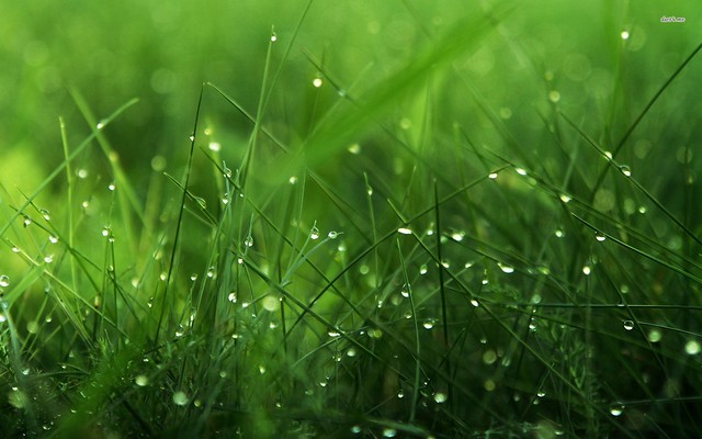 11861-dew-on-grass-1920x1200-photography-wallpaper