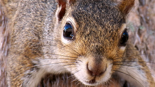 park trees portrait cute animal closeup river mammal oak furry squirrel view sebastian florida kodak bokeh fl riverview brevard z990