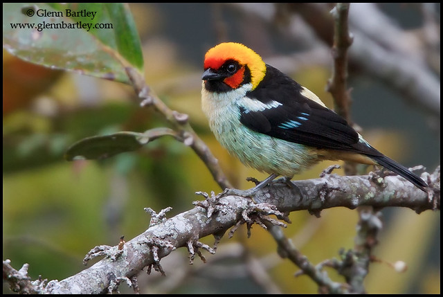 Flame-faced Tanager (Tangara parzudakii)