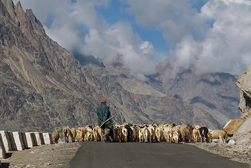 india khardung himalaya shepard herd mountains highaltitude transumanza greggi pastori passo natura