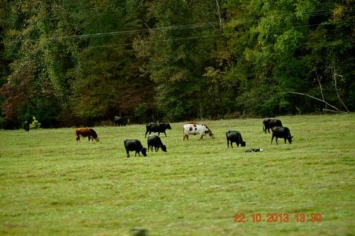 trees cows tennessee alabama markers historicplace natcheztrace