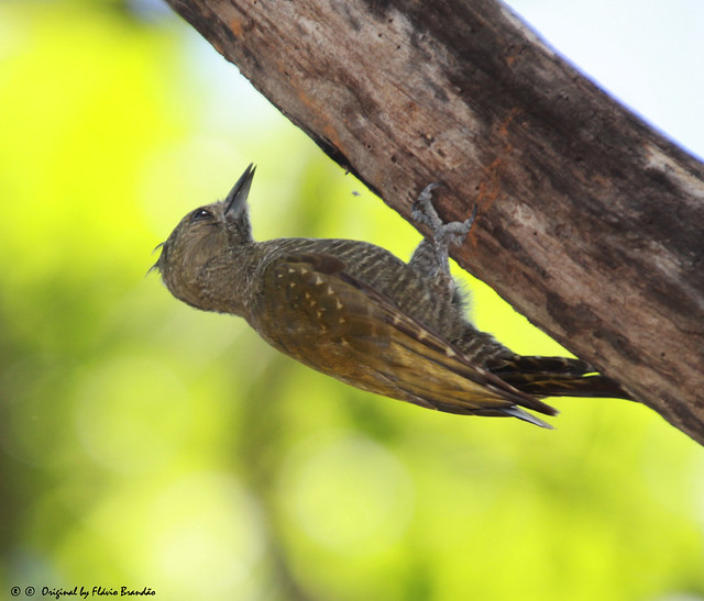 Fêmea do Picapauzinho anão (Veniliornis passerinus) - The female of the Little Woodpecker (Veniliornis passerinus) - 26-10-2013 - IMG_8472