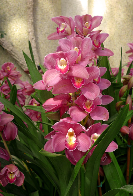 Orchids in a Conservatory
