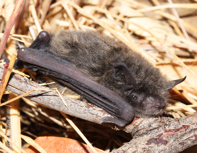 Small bat found on ground in daytime
