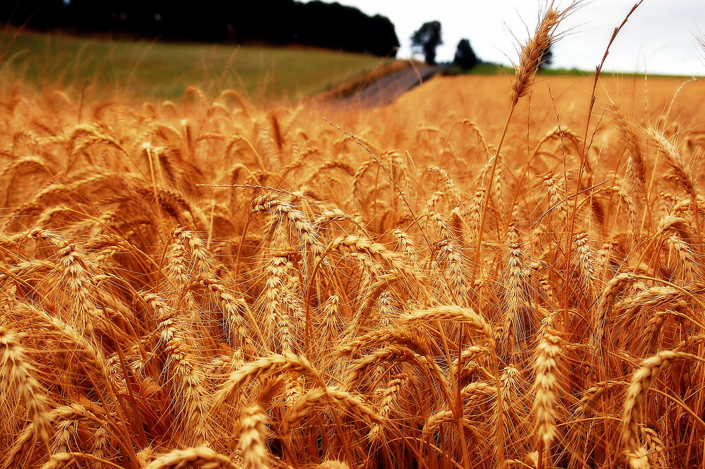 Image of red wheat seeds in a field