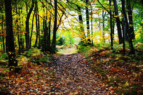 Pathway, Tim Brandt | by MichiganTechCS155