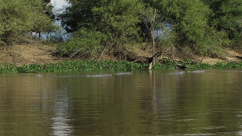 wildlife wi eastborneo freshwaterdolphin orcaellabrevirostris kedangkepalariver pesutmahakam kutaikartanegararegency