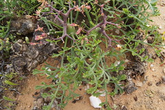 Pelargonium crithmifolium, leaves