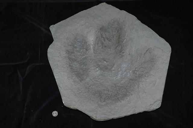 Dinosaur footprint from the Isle of Skye