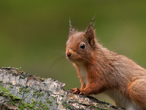 Red-Squirrel Portrait