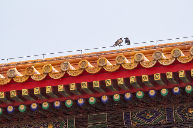 Love birds / 中國北京故宫 Forbidden City, Beijing, China / SML.20140430.7D.51995.P1