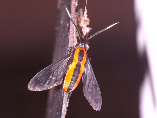 Clearwing Moth (possibly Cosmosoma braconoides) - Family Sesiidae