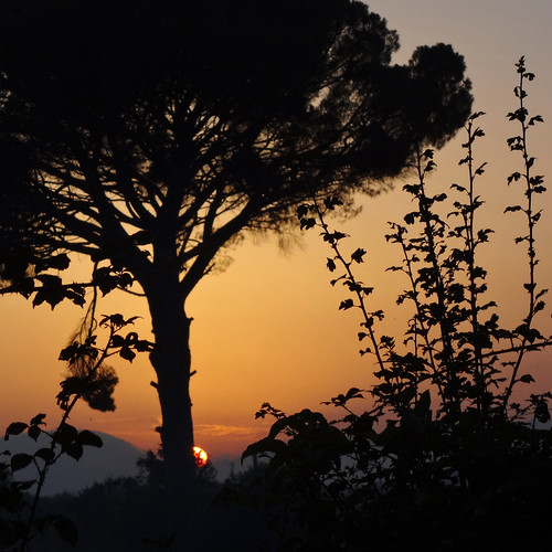 sunset italy tree pine square italia tramonto arbre carré molise isernia coucherdusoleil pinodomestico archifraisernia francescodevincenzi