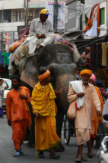 Elephant in the Old city of Amritsar