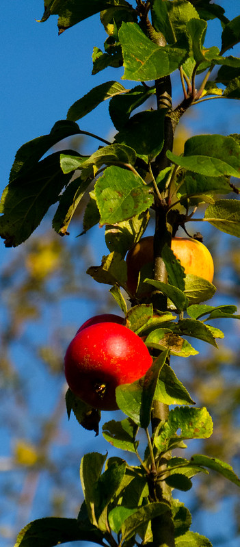 Autumn colours: apples