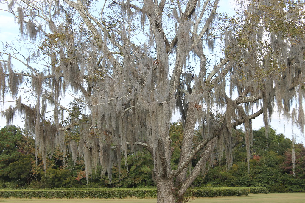 Southwest Wadmalaw Island, Charleston — Visit to the Charleston Tea Plantation (Wadmalaw Island, South Carolina) — cseeman (Flickr, CC BY-NC-SA 2.0)