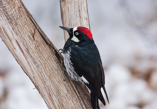 Acorn Woodpecker