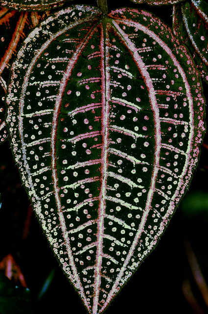 Bertolonia Hybr. (Melastomataceae) © W. Barthlott, Lotus-Salvinia.de, (1-1986)