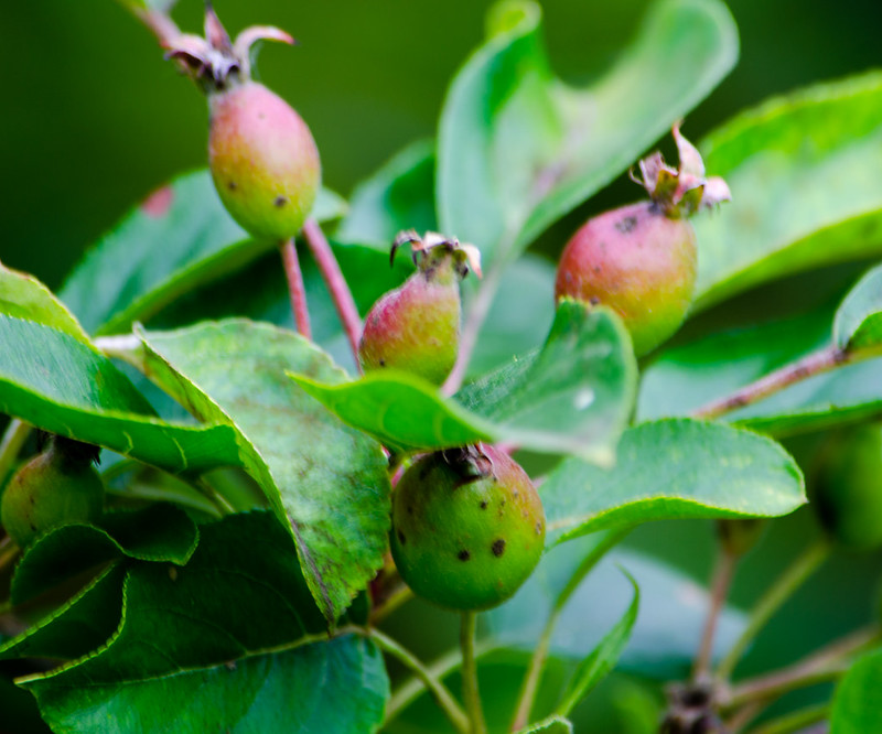 Unripe crab apples