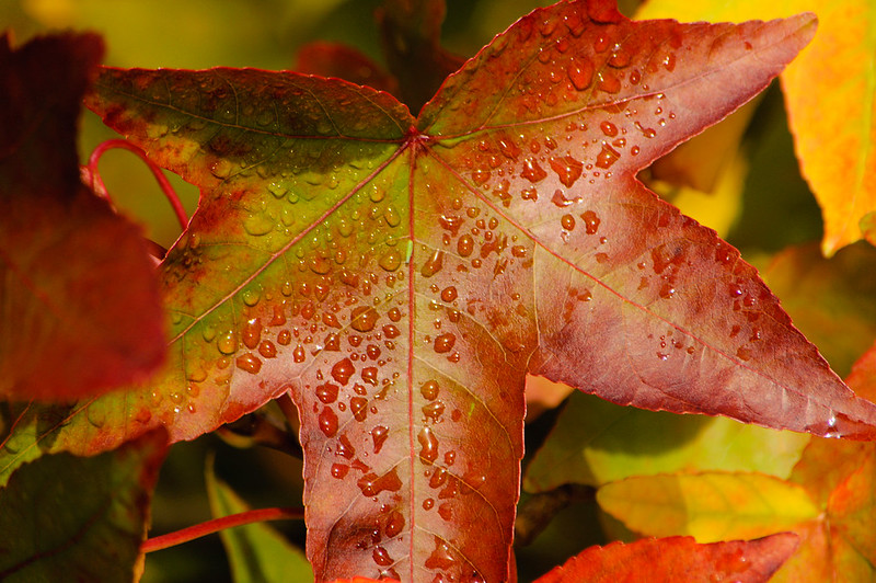 Autumn colour: liquidamber leaves, West Park