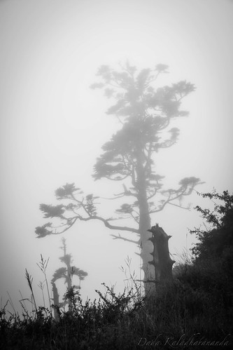 Existence Tree | by Kuntur Deva