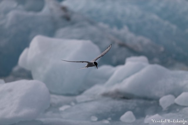 Arctic Tern. Jökulsárlón, Iceland (23 Jul 2013)