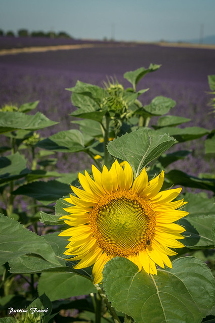 Sunflower & Lavender