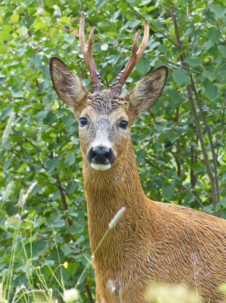 Sweden Roe Roe deer roebuck in summertime råbock | Lappland Sweden | grynetvalp ...
