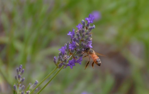 nsw purple honeybee fauna inland bee centralwestnsw australia flora nature insects rural lavender newsouthwales orangensw