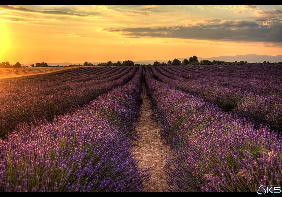 Summertime in Lavender
