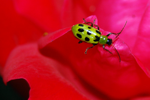 Spotted Cucumber Beetle | by In Memoriam: etva101