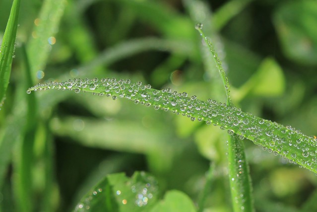 Dewdrops 3