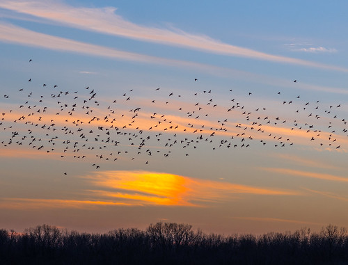 sunset sky birds clouds horizon blackbirds irredescene