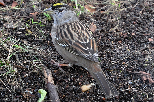 2013-12-02 Golden-crowned Sparrow (1024x680)